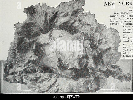 . Childs' 1923. Verkaufskataloge Samen; Baumschulen (Gartenbau) Kataloge; Samen; Blumen Kataloge Kataloge Kataloge ; Obst ; Gemüse Kataloge; John Lewis Childs (Firma); kommerzielle Kataloge; Baumschulen (Gartenbau); Samen; Blumen; Gemüse; Früchte. Feder KATALOG DER SAMEN. Glühbirnen UND ANLAGEN FÜR 1923 51 Gemüsesaatgut Neuheiten und Spezialitäten - fortgesetzt. NEW YORK ODER WUNDERBAREN SALAT Wir dieses zu einem der am meisten in der Regel zuverlässige kopfsalat, die für den heimischen Garten angebaut werden können, gefunden haben. Wir haben es seit mehreren Jahren mit ich große Zufriedenheit gewachsen. Es ist der Kopf ließ-s', ^ tuce Stockfoto