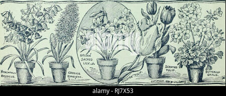 . Childs' fallen Katalog von Blumenzwiebeln, Pflanzen & Amp; Samen. Baumschulen (Gartenbau) Kataloge, Leuchtmittel (Pflanzen) Samen Samen Kataloge Kataloge; Blumen; John Lewis Childs (Firma); Baumschulen (Gartenbau), Leuchtmittel (Pflanzen); Blumen. SPLENDID PREMIUM GLÜHBIRNEN KOSTENLOS eine Birne auf einen Auftrag in Höhe von 40 cts.; 3 auf ein $ 1,00; 7 auf einem 2 $ 00 bestellen, oder die ganzen 12 auf einen Auftrag in Höhe von $ 3.00 oder mehr. Nachfolgend haben wir den Namen 12 Splendid Blumenzwiebeln, die wir gewählt haben, um unseren Kunden frei von allen zu laden, auf die folgenden Bedingungen: Die Person senden Sie uns eine Bestellung aus diesem Katalog in Höhe von 40 Stockfoto