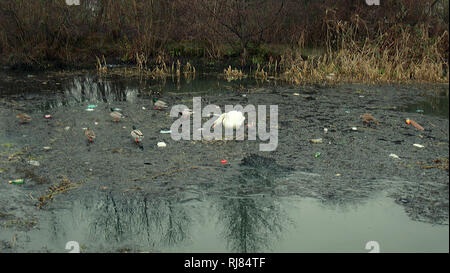 Glasgow, Schottland, Großbritannien, 5. Februar, 2019 Wildlife feed unter plastik Müll auf der Forth-and-Clyde-Kanal mit Zurückweichenden Eis ermöglicht den Zugriff auf Patches von Wasser aber Konzentration wurf Ablagerungen. 2019 UK Credit Gerard Fähre / alamy Leben Nachrichten Stockfoto