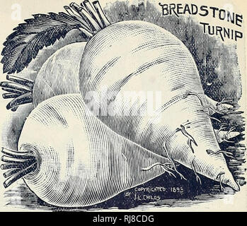 . Childs' seltene Blumen, Gemüse und Obst. Verkaufskataloge Samen; Baumschulen (Gartenbau) Kataloge; Samen; Blumen Kataloge Kataloge Kataloge; Gemüse; Obstbäume Kataloge; John Lewis Childs (Firma); kommerzielle Kataloge; Baumschulen (Gartenbau); Samen; Blumen; Gemüse; Obstbäume. Extra früh Mailand - Das früheste Strap-blättrige Sorte. Eine glatte, mittlere Reihe, mit einem hellen Lila top. Feine Qualität und guter Keeper. Sehr lecker. Pkt., 5c; oz, 10c: lb, 75 c Weiß Ei - Schöne weisse eiförmige Art des schnellen Wachstums. Fleisch fest und solide, feinkörnige, süß und sehr m Stockfoto