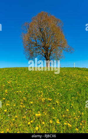 Friedenslinde (Tilia) Auf der Wittelsbacher Hoehe, 881m, Illertal, Allgäu, Bayern, Deutschland, Europa Stockfoto