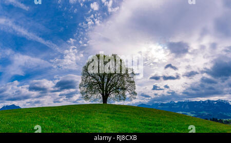 Friedenslinde (Tilia) auf der Wittelsbacher Höhe, 881 m, Illertal, Allgäu, Bayern, Deutschland, Europa Stockfoto