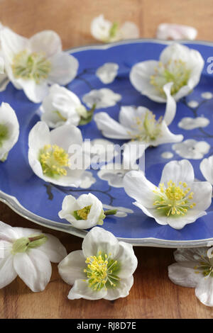 Schneerosen auf blauem Teller Stockfoto