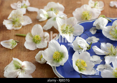 Schneerosen auf blauem Teller Stockfoto