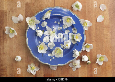 Schneerosen auf blauem Teller Stockfoto