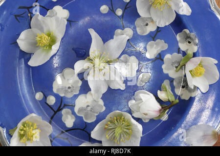 Schneerosen auf blauem Teller Stockfoto