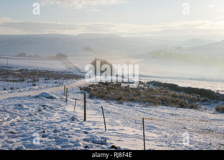 Schafe um ein Heu Zubringer in die britische Landschaft an einem kalten Wintermorgen. Rowarth, Derbyshire, England. Stockfoto