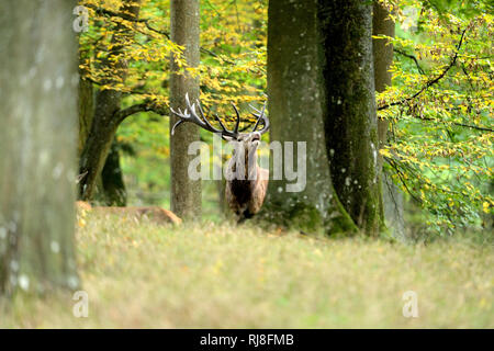 Rothirsch im Wald, Brunftzeit Stockfoto