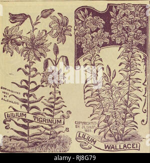 . Childs' condensed Katalog der Spezialitäten, Neuheiten und Sonderangebote in extra Wahl neue und seltene Lampen, Pflanzen, Samen und Früchte. Verkaufskataloge Samen; Baumschulen (Gartenbau) Kataloge Kataloge; Samen; Blumen; Obstbäume Kataloge Kataloge; John Lewis Childs (Firma); kommerzielle Kataloge; Baumschulen (Gartenbau); Samen; Blumen; Obstbäume. John Lewis Childs, Floral Park, N.Y., Katalog der Spezialitäten und Neuheiten für das Jahr 1895. 17. 20 10 10 15 15 ICH INUMj seltene lilien. Die Bürste nicht Paint oder den Pen porträtieren die exquisite Reinheit aud Delikatesse, aber herrlichen Pracht des Staates Stockfoto