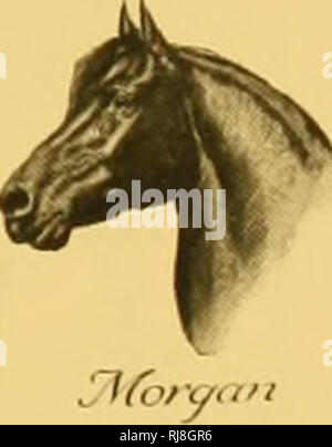 . Chicago Reiterliche Vereinigung: Organisierte 1908. Reiter und Reiterinnen -- Illinois Chicago; Pferde; Pferde - - Illinois Chicago. Sta^tOan. ^ Qn? c). S^{Orgel 79. Bitte beachten Sie, dass diese Bilder sind von der gescannten Seite Bilder, die digital für die Lesbarkeit verbessert haben mögen - Färbung und Aussehen dieser Abbildungen können nicht perfekt dem Original ähneln. extrahiert. Chicago reiterliche Vereinigung. [Chicago: Die Record Taste, Drucker] Stockfoto