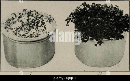. Die Chemie der Landwirtschaft, für Schüler, Studenten und Bauern. Landwirtschaftliche Chemie. 156 DIE ERDE: organische Materie Hydrate, wahrscheinlich Dextrose oder Maltose, und durch die Oxidation von diesem Material der Bakterien fixieren Stickstoff aus dem Boden Luft durch die knötchen. Sie haben nicht nur einige der sich daraus ergebenden Verbindungen für Ihr eigenes Wachstum, aber anscheinend zu einem großen Teil von ihm für die Nutzung der Hülsenfrüchte. Abb. 36 Zeigt die Wirkung dieser Bakterien auf Klee wachsen in der Erde enthalten keine Nitrate.. Abb. 36.-Klee wachsen auf Böden mit keine Nitrate. /. Kein Stickstoff Bakterien zur Festsetzung. Ii. Lieferung ohne Stockfoto