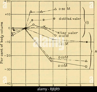 . Chemische Embryologie. Embryologie. IN DER ONTOGENESE 787 Sekte. 5] Mann Ergebnisse, aber, obwohl seine regelmäßige, waren sie nie überschritten, plus oder minus 5 Prozent, während die Adolph wurden in der Größenordnung von 30 Prozent. Als Band in einigen Salzlösungen verdünnen zurückgegangen, Adolph kam zu dem Schluss, dass die ei-Membranen wurden nicht vollständig durchlässig für Natriumchlorid. Die nächste Phase wurde untersucht der Dotter-Bühne. "Die Ergebnisse waren überraschend unregelmäßig und von Nr. erlaubt 2 3 Zeit in Hoars Bild. 180. Unbefruchtete Eier. A, Verlust in der Band; B, Gewinn an Volumen. genaue Definition der Beziehung zwischen Volumen Stockfoto
