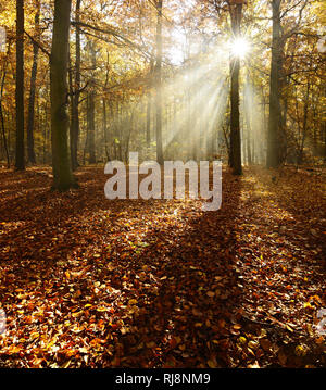 Sonnenstrahlen und Morgennebel, Laubwald im Herbst, der ziegelrodaer Forst, Sachsen-Anhalt, Deutschland Stockfoto