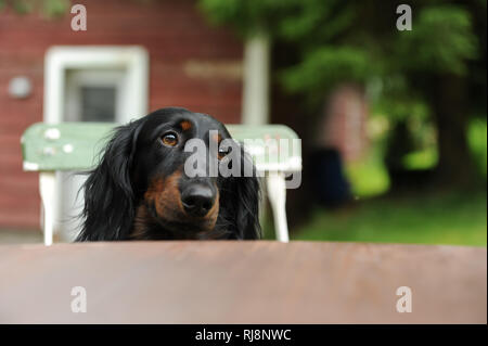 Langhaardackel in einem Gartenstuhl, Hundeblick, Nahaufnahme Stockfoto