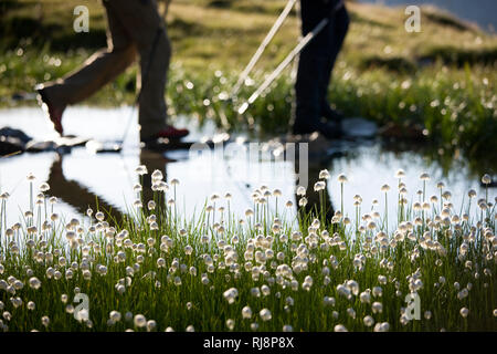 Wanderer ein Tümpel mit blühendem Wollgras bei der Olpererhütte, Tuxer Alpen, Zillertal, Tirol, Österreich Stockfoto