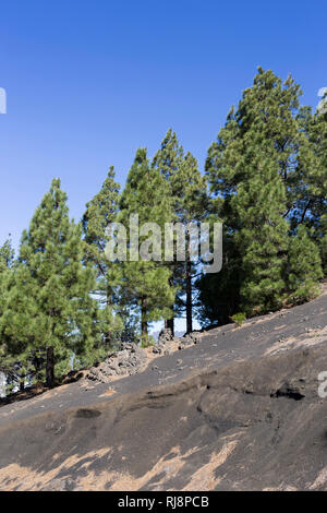 Kanarische Kiefern (Pinus canariensis) mit dunklem Lavasand, La Palma, Kanarische Inseln, Spanien Stockfoto