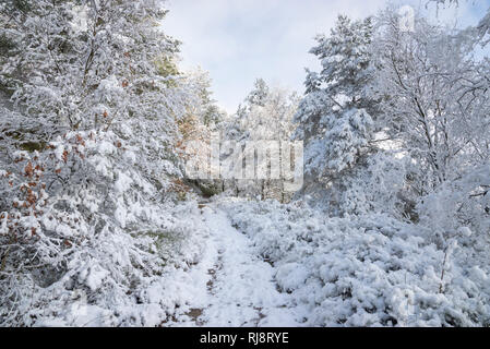 Winter Wonderland in einem englischen Wälder. Verschneite Bäume auf dem Weg zu Mauren an Tintwistle, Derbyshire, England. Stockfoto