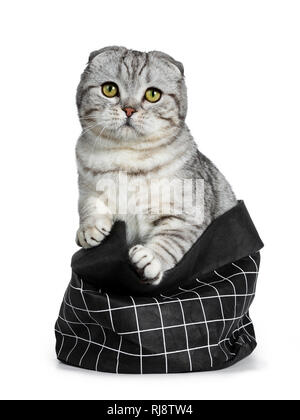 Nette junge silber tabby Scottish Fold Katze Kätzchen sitzend in schwarzem Papier Beutel an Kamera mit gelben Augen. Auf einem weißen Hintergrund. Sowohl p Stockfoto
