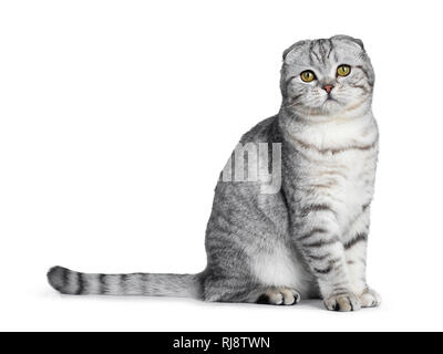 Nette junge silber tabby Scottish Fold Katze Kätzchen sitzt seitlich gerade oben an der Kamera mit gelben Augen. Auf einem weißen Hintergrund. Tai Stockfoto