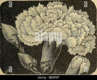 . Childs' 1924. Verkaufskataloge Samen; Baumschulen (Gartenbau) Kataloge; Samen; Blumen Kataloge Kataloge Kataloge ; Obst ; Gemüse Kataloge; John Lewis Childs (Firma); kommerzielle Kataloge; Baumschulen (Gartenbau); Samen; Blumen; Gemüse; Früchte. Campanula (BeMowers) Dieses nützliche und attraktive Gruppe der Grenze Pflanzen, mit seinen glockenförmigen Blüten, die von blau zu weiß, umfasst sowohl Einzel- und Doppelzimmer, die beide Biennale und ewigen Formen. Alle sind wunderschön und der Popularität, die Sie seit Generationen genossen haben, rechtfertigen. Einige werden ionally occas - Blume im ersten Jahr aus Samen gesät Stockfoto