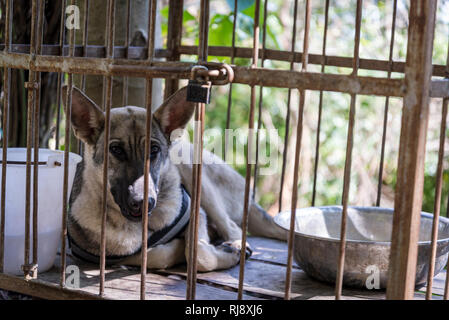 Eingesperrter Hund, Dali, Yunnan, China Stockfoto