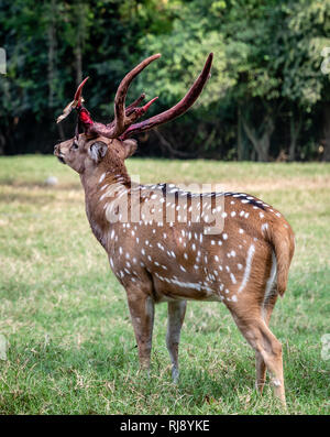 Chital Rotwild Buck mit blutigen Geweih im guatemaltekischen Zoo Stockfoto