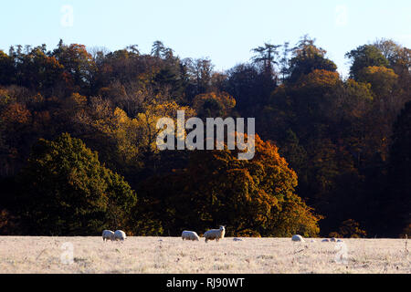 Wetter / HERBST BILD. Frosty Start für North Wales. Im Bild: Schafe im frühen Morgenlicht an Trevor in der Nähe von pontcysyllte Aquädukt. Montag 29. Oktober 2018. Stockfoto