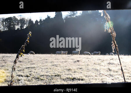 Wetter / HERBST BILD. Frosty Start für North Wales. Im Bild: Schafe im frühen Morgenlicht an Trevor in der Nähe von pontcysyllte Aquädukt. Montag 29. Oktober 2018. Stockfoto