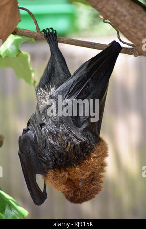 Cotswold Wildlife Park, Nr Witney, Oxfordshire, Cotswolds Stockfoto