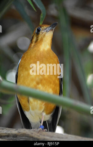 Cotswold Wildlife Park, Nr Witney, Oxfordshire, Cotswolds Stockfoto