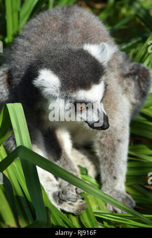 Gefährdete Ring-Tailed Lemur im Cotswold Wildlife Park, Nr Witney, Oxfordshire, Cotswolds Stockfoto