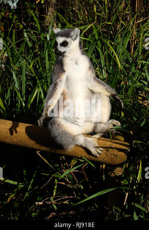 Gefährdete Ring-Tailed Lemur im Cotswold Wildlife Park, Nr Witney, Oxfordshire, Cotswolds Stockfoto