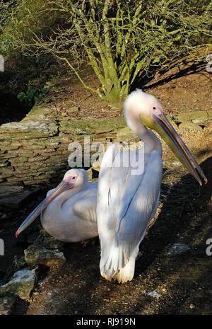 Im Cotswold Wildlife Park, Nr Witney, Oxfordshire, Cotswolds Pelican Stockfoto