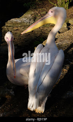 Im Cotswold Wildlife Park, Nr Witney, Oxfordshire, Cotswolds Pelican Stockfoto