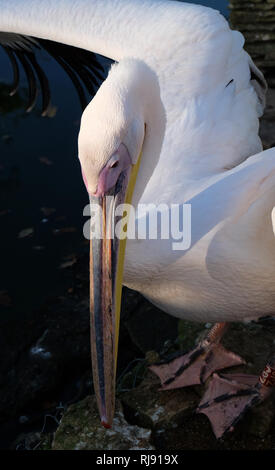 Im Cotswold Wildlife Park, Nr Witney, Oxfordshire, Cotswolds Pelican Stockfoto