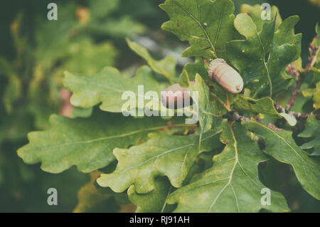 Eicheln Früchte. Close up Eicheln Früchte in der eiche Nuss gegen verwackelte grünen Hintergrund. Stockfoto