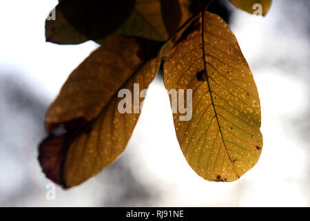 Wetter / HERBST BILD. Frosty Start für North Wales. Im Bild: Blätter in das frühe Morgenlicht an Trevor in der Nähe von pontcysyllte Aquädukt. Montag 29. Oktober 2018. Stockfoto