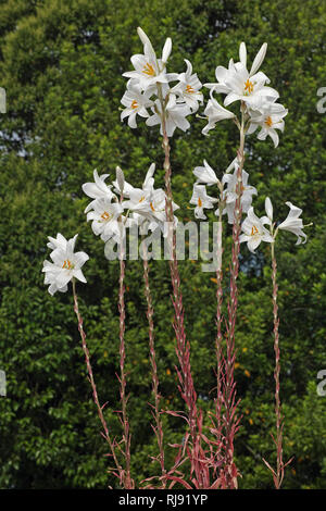 Einige Lilium Candidum in voller Blüte Stockfoto