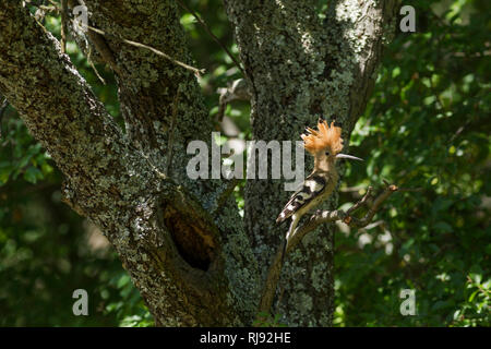 Wiedehopf, Upupa epops Lateinischer Name, thront auf einem Zweig neben seinem Nest mit Crest angehoben Stockfoto