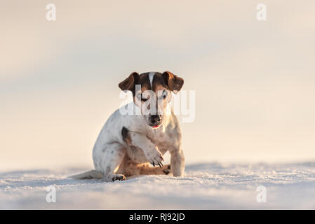 12 Jahre eingefroren Jack Russell Terrier Hund ist zu Fuß über eine verschneite Wiese im Winter. Kleiner Hund hat kalte Füße. Stockfoto