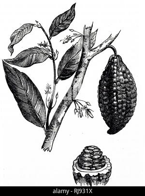 Eine Gravur, die die Frucht des Kakaobaumes. Vom 19. Jahrhundert Stockfoto