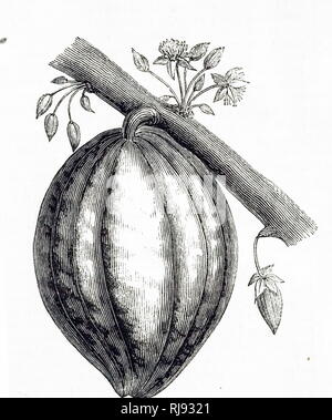 Eine Gravur, die die Frucht des Kakaobaumes. Vom 19. Jahrhundert Stockfoto
