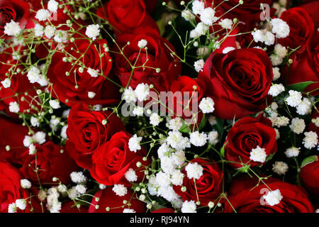 Natürliche Dark Red Ruby Rosen mit weißen Blümchen romantischen Hintergrund. Close Up Textur. Happy Valentinstag, Hochzeit, Liebe, Geburtstag Kulisse für Stockfoto