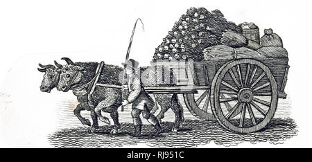 Eine Gravur, die Ochsen ziehen beladene Karre. Vom 19. Jahrhundert Stockfoto