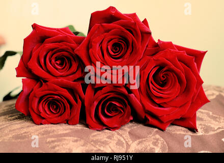 Schönen Haufen dunkle rote Rosen auf Kissen. Vorderansicht. Happy Valentines Day, Hochzeit, Liebe, Geburtstag Kulisse für Grusskarten, Wallpaper, Geschenk. Re Stockfoto