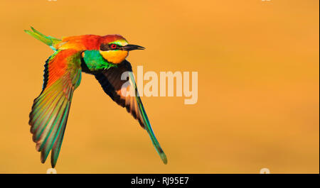 Bird of paradise im Flug auf gelbem Hintergrund Stockfoto