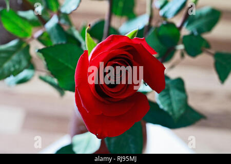 Blick von oben auf die Schönen Bud der Roten Rose. Single Dark Red Ruby Rose auf Holzboden und Blätter Hintergrund. Nähe zu sehen. Happy Valentinstag, Hochzeit, L Stockfoto
