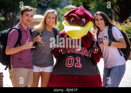 Universität von South Carolina Kampfhahn, Maskottchen Cocky ist ein grosser Erfolg auf dem Campus während Spiel Tag. Stockfoto