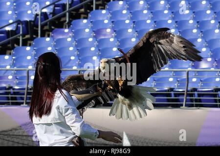 Challenger, ein Weißkopfseeadler, fliegt zu Julia Cecere, der American Eagle Foundation, während der "Salute to Service" vor - Spielzeremonie Generalprobe für die Ravens vs Spiel der Steelers bei M&T Bank Stadium in Baltimore, Md., Nov. 6, 2016. 33 Joint Task Force - National Capital Region (JTF-NCR) Mitglieder ihre Zweigstelle in den Ravens vs Steelers Spiel dargestellt. JTF-NCR ist ein gemeinsamer Dienst mit der Koordinierung aller militärischen zeremoniellen Unterstützung für die 58 Präsidentschafts-einweihung aufgeladen. Stockfoto