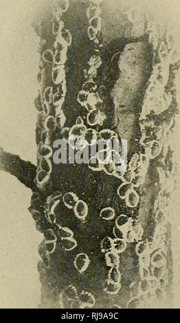 . Der Chief schädigenden Skala - Insekten von Connecticut. Maßstab Insekten. UNARMORED WAAGE.. 3. ELM-SCALE-Gossyparia spuria Modeer. Einen dunklen ovalen Skala zu besichernden durch einen weißen cottony Fringe ist nicht ungewöhnlich, nach Ulmen über New Haven. Es scheint, kleine Bäume zu bevorzugen, aber manchmal ist es auf der unteren Zweige der Medium gefunden und grosse Bäume. Das Insekt ist etwa 3 mm lang, Braun oder Schwarz mit einem Rand von weißes Wachs umgeben und ist in Abbildung 3 dargestellt. Die Jungen lebend geboren werden, erscheinen-ing über die Mitte Juni in Connecticut, und entlang der Adern der Blätter im Wesentlichen auf die unter Seiten vereinbaren. Stockfoto